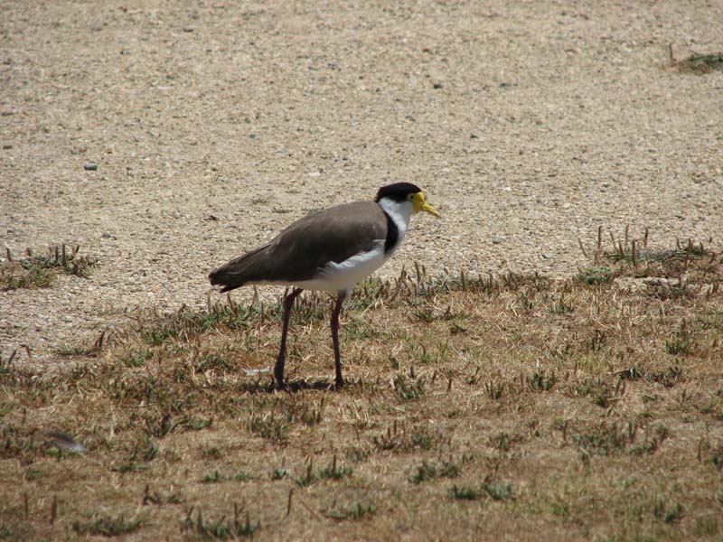 Masked Lapwing